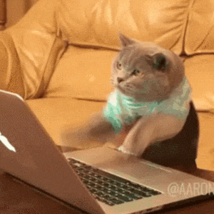 Cat Working GIF