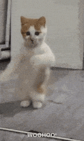 GIPHY Meme