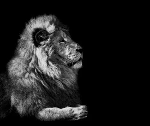 the lion..