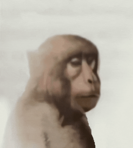 Monkey GIF