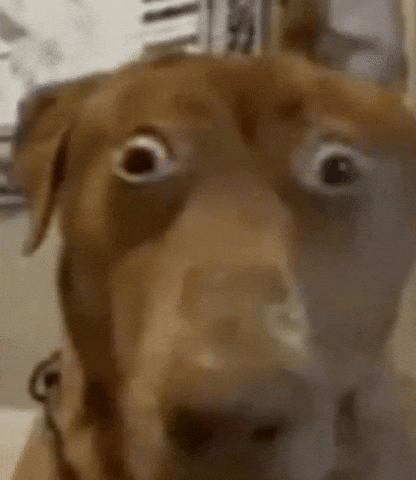 Shocked Oh No GIF