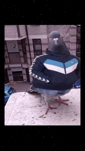 Pigeon Meme GIF
