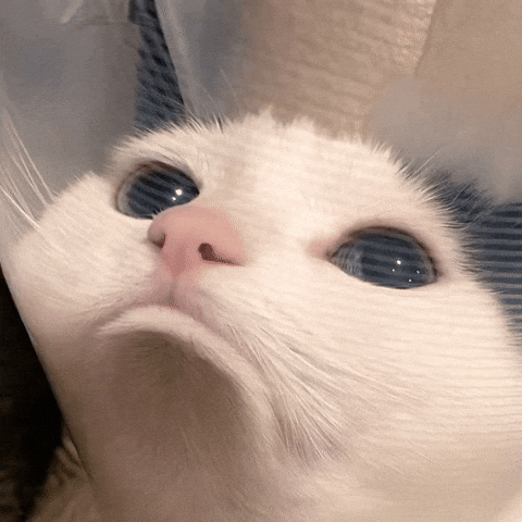 Sad Cat GIF