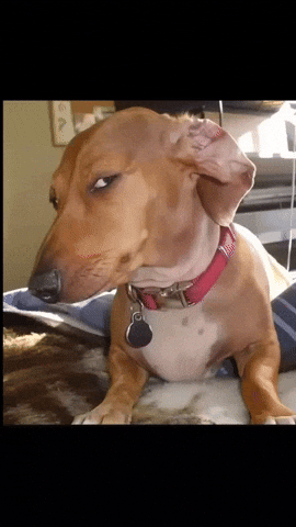 Suspicious Brown Dog GIF