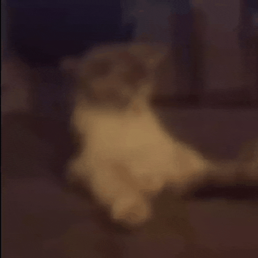 Cat Erection GIF
