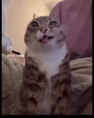 Cat Pee GIF