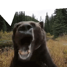Bear GIF