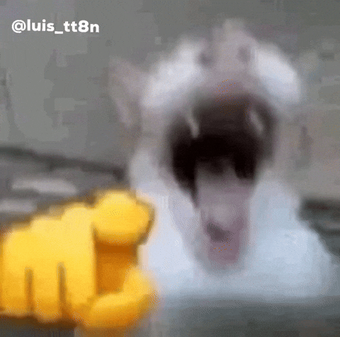 Cat Laugh GIF