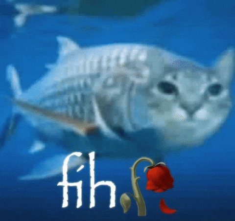 Cat Fish GIF