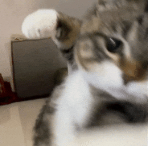 Cat Kitten GIF
