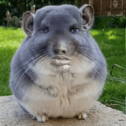 Hamster Enrique GIF