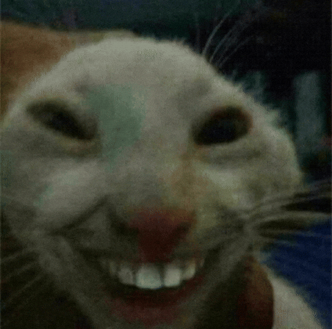 Cat Meme GIF