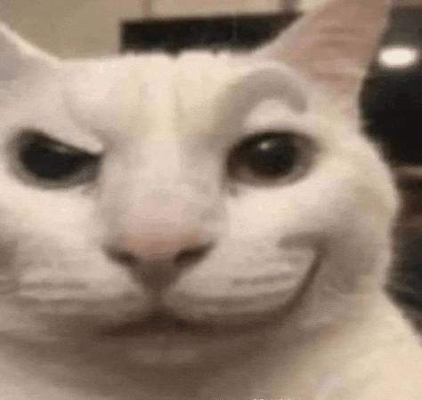 Cat Stare GIF
