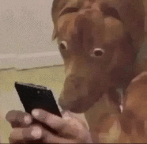 Shocked Dog GIF