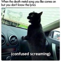 confusedheavymetalscreamingcat 